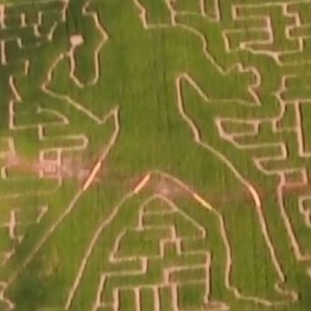 Meet your Posher, Joy